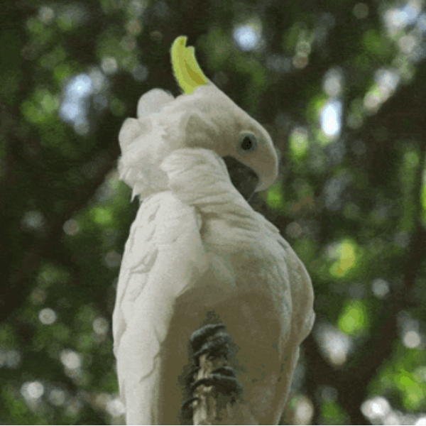 itchy bird