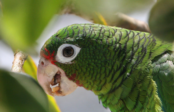 amazon Parrot