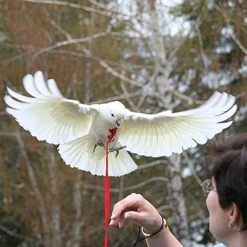 White Parrot