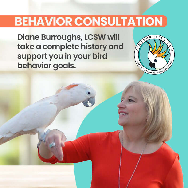 Personalized bird behavior consulting – Zoom session with tailored advice and intake form