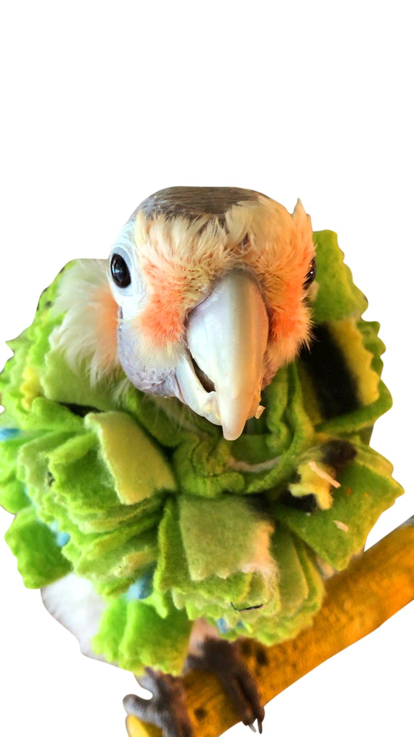 Fringy neck collar for birds – thick protection against self-mutilation