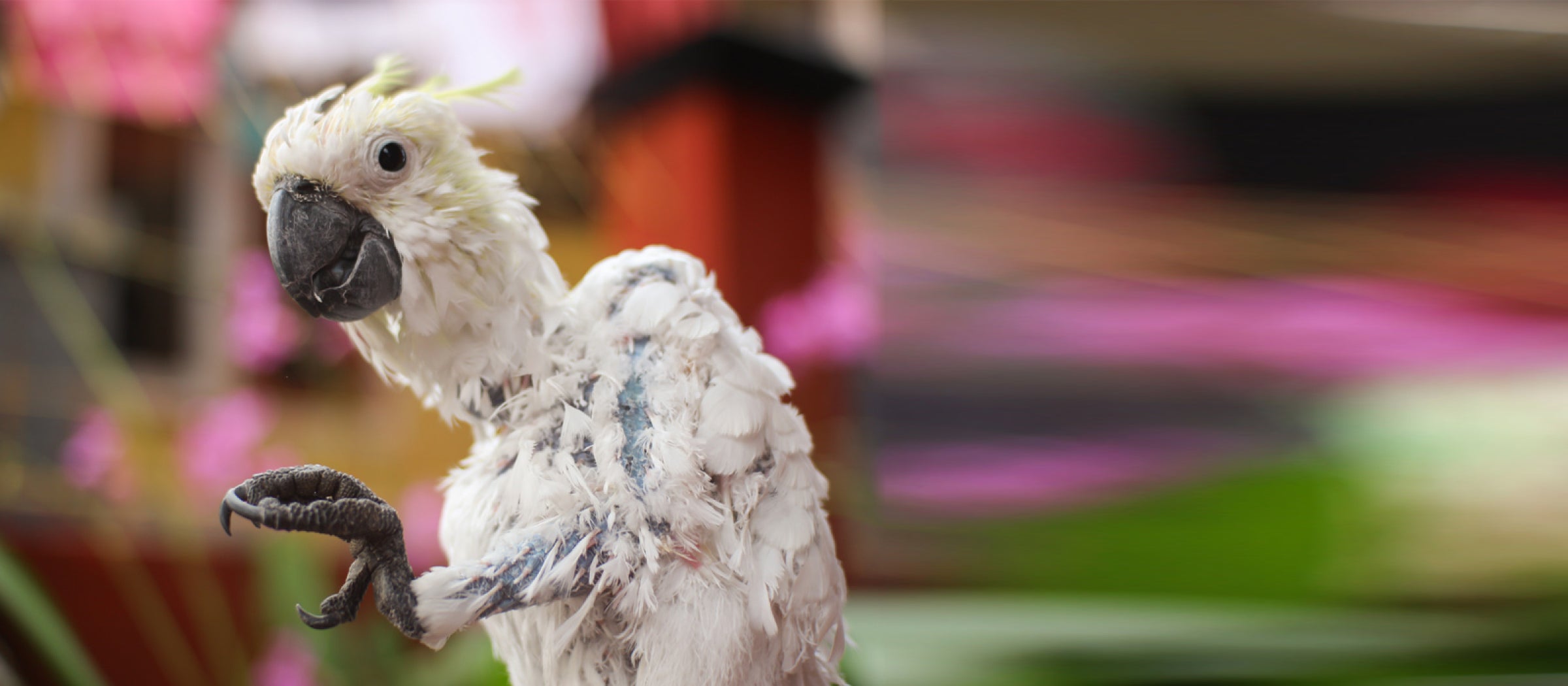 Feather plucking 