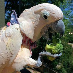 featherup bird vitamins