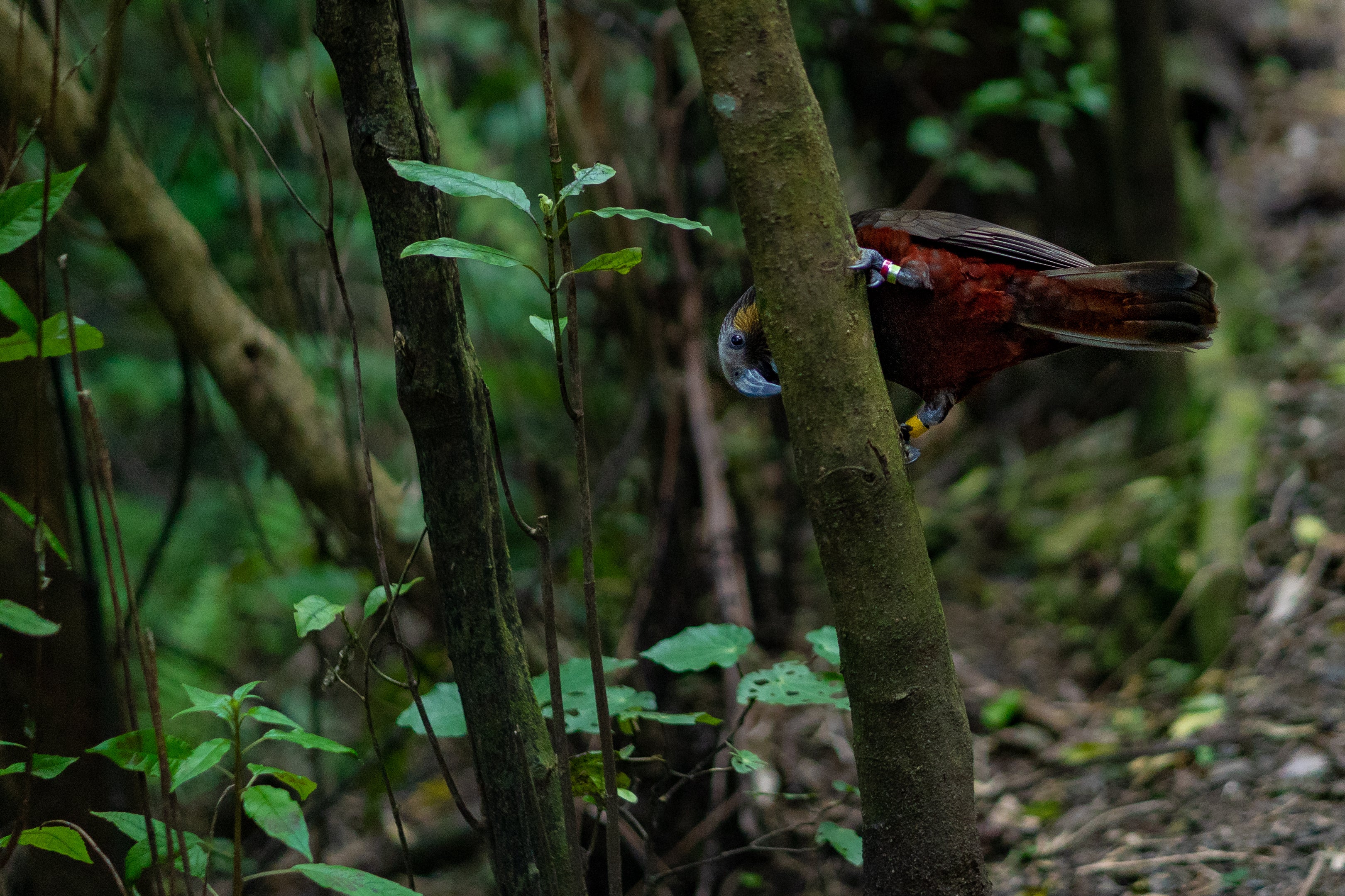 bird care starts with the environment