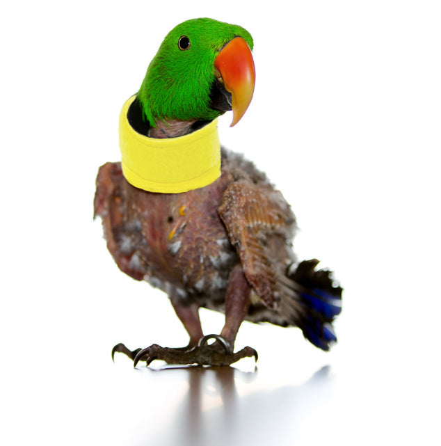 DIY tube collar pattern for birds – prevents neck stretching and feather plucking
