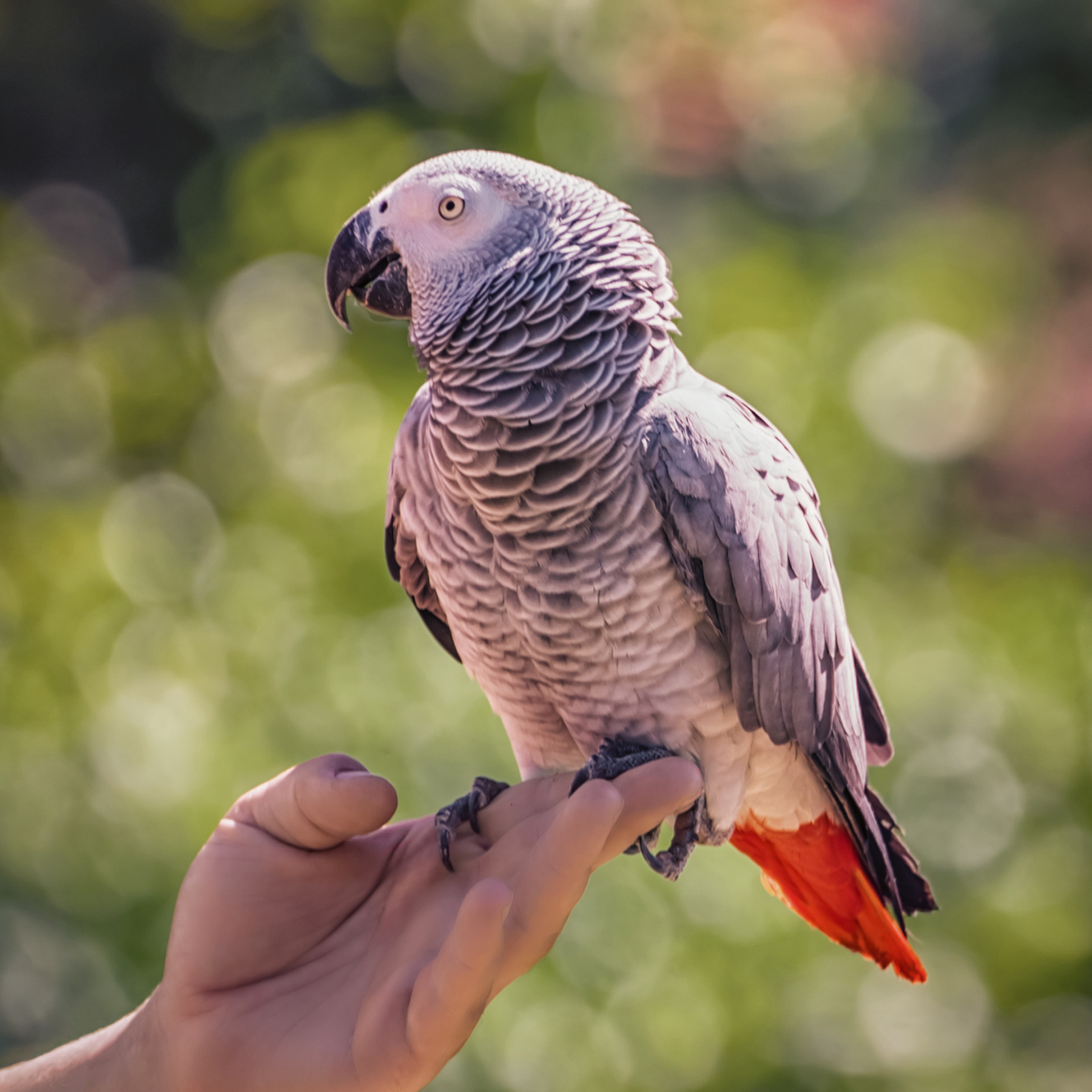 best calcium for birds
