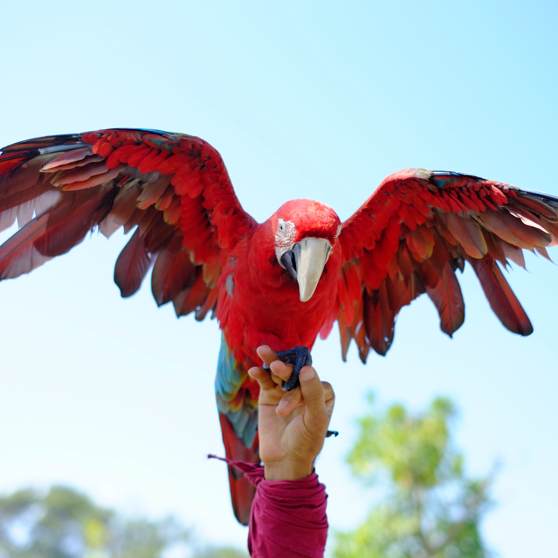 bird antioxidants