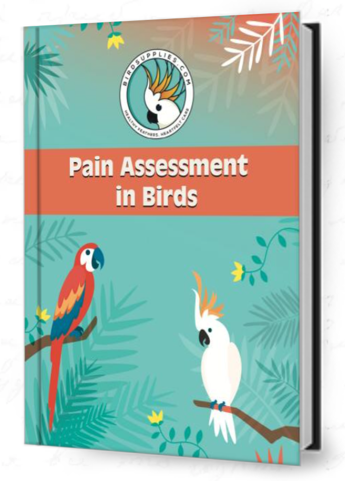 How to Tell If Your Bird Is in Pain – Pain Assessment Quiz & Guide