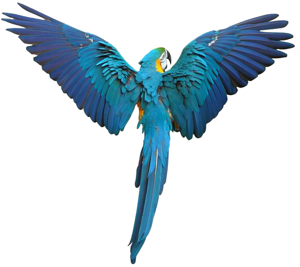 bird care