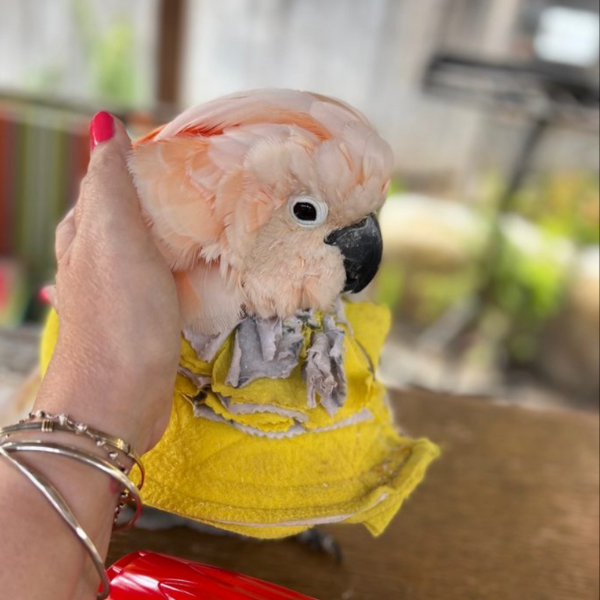 Parrot