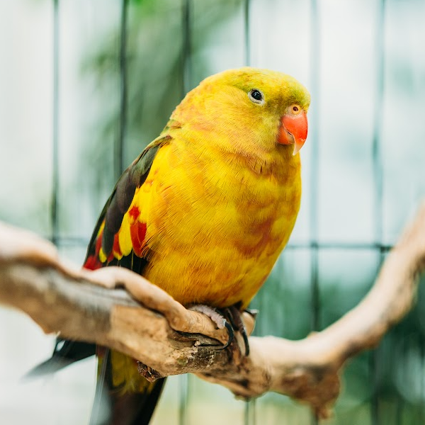 bird Calcium