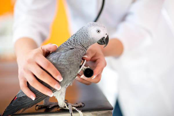 Hormone therapy for birds