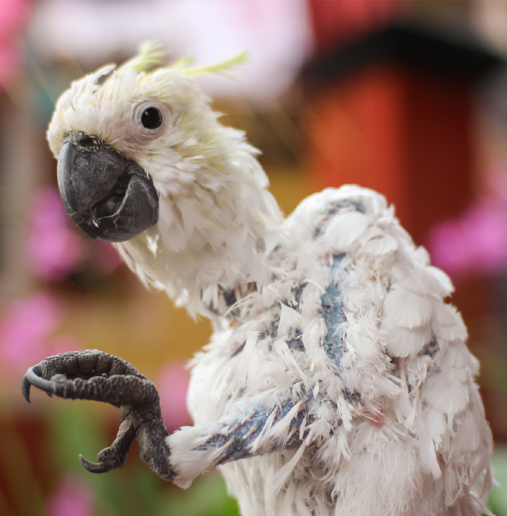 Feather picking