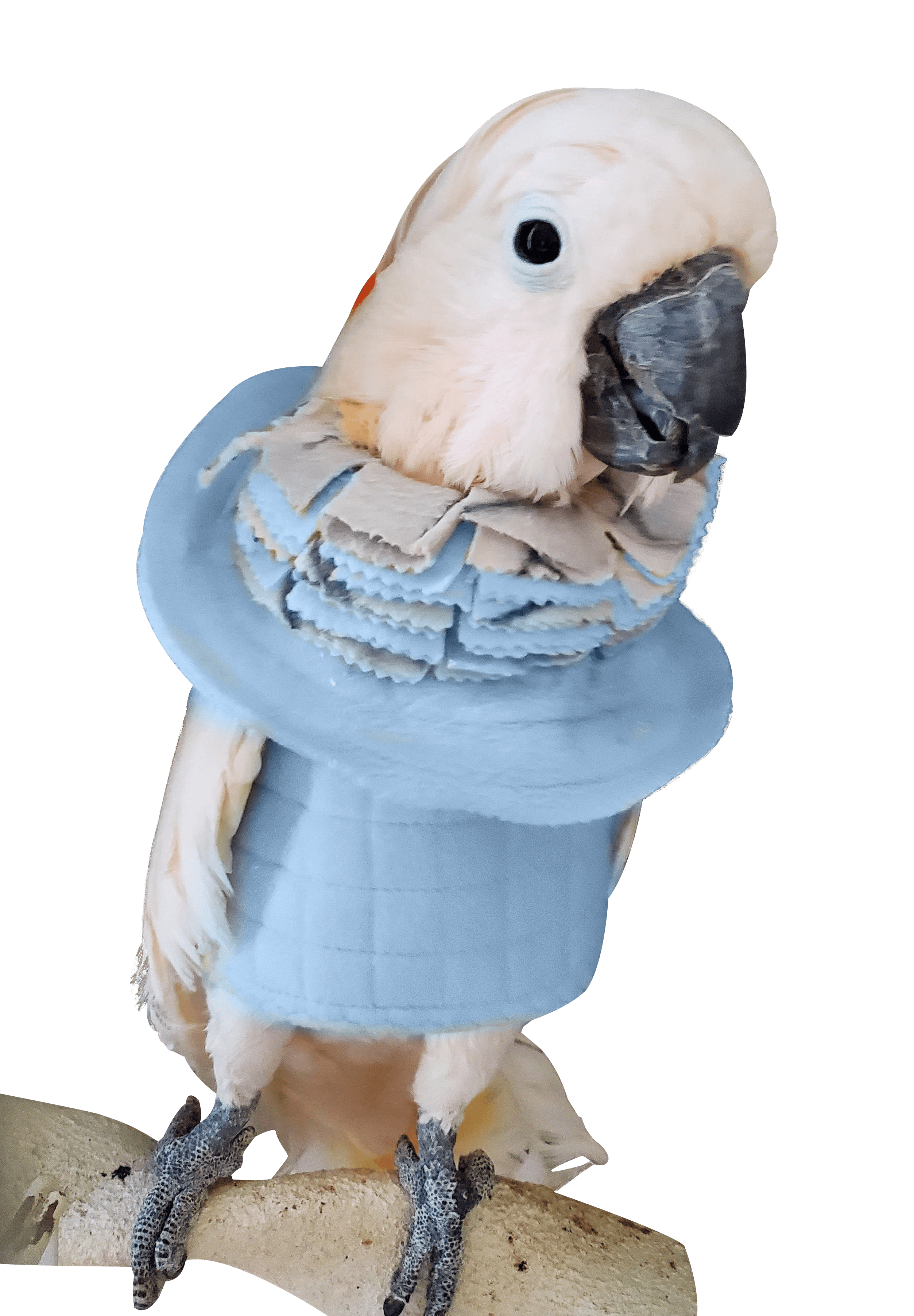 Heavy-duty bird vest for self-inflicted wounds – secure and comfortable fit