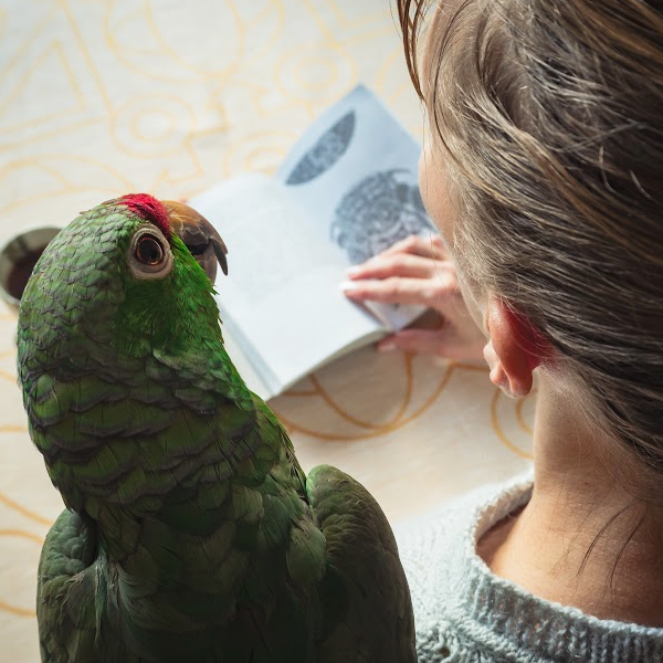 Bird care