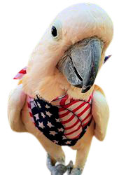 DIY birdie bandana pattern – stylish and soft feather plucking protection