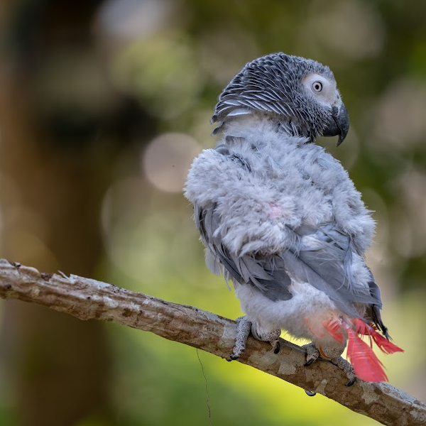 How do you treat feather plucking?
