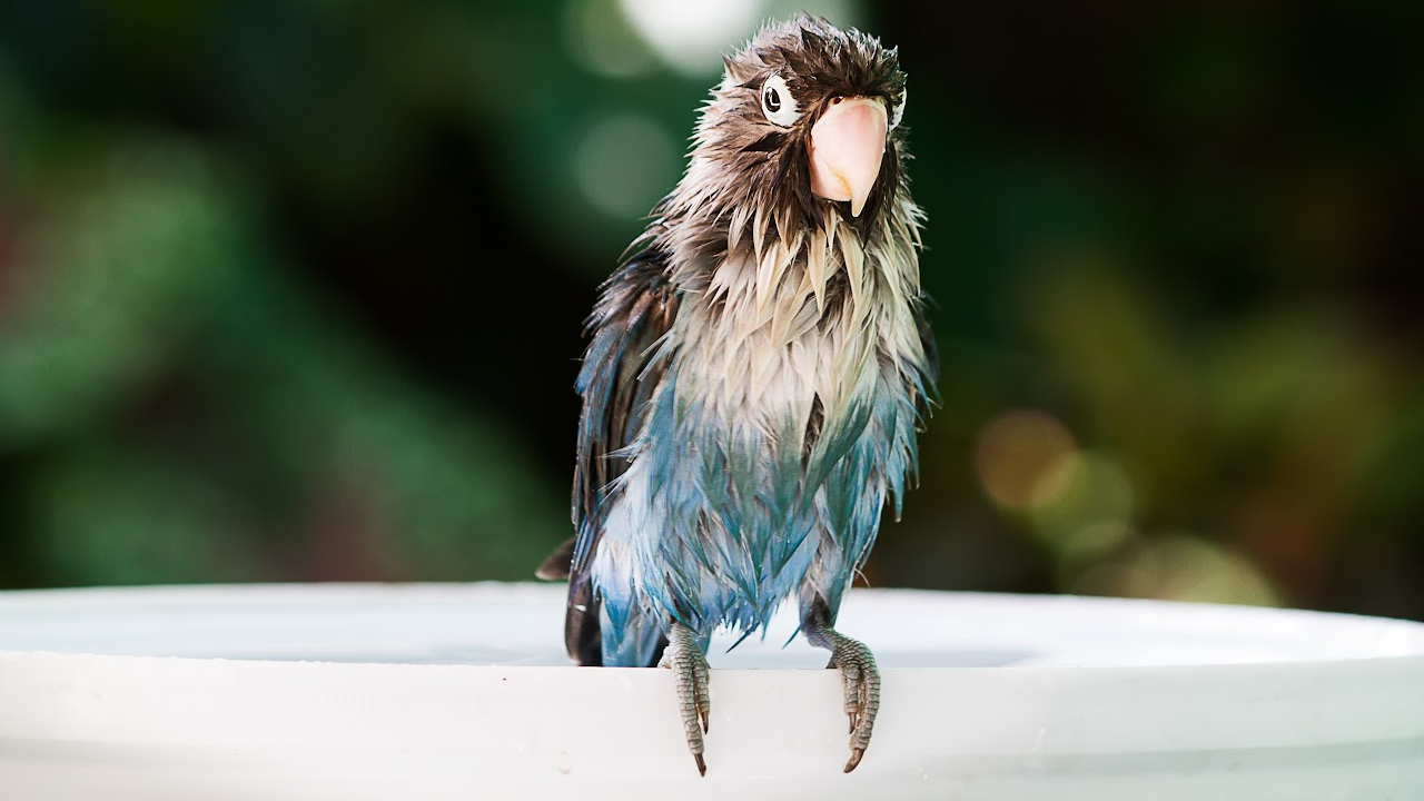 aloe vera spray for birds