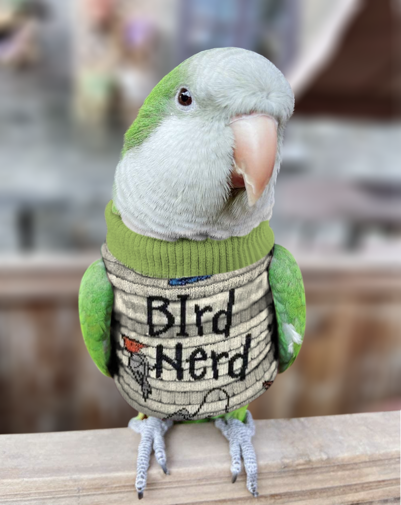 Sock Buddy Bird Sweater Pattern – DIY vest to protect a bird’s chest and back