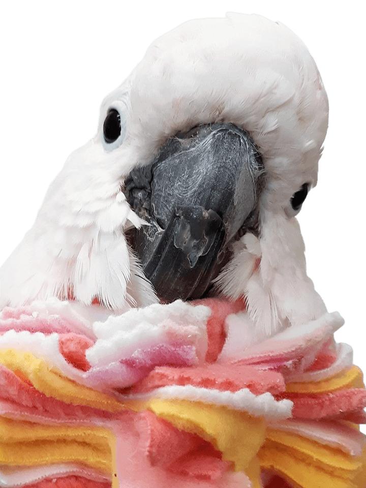 Fringy Neck Collar for birds – soft fleece protection for severe feather plucking
