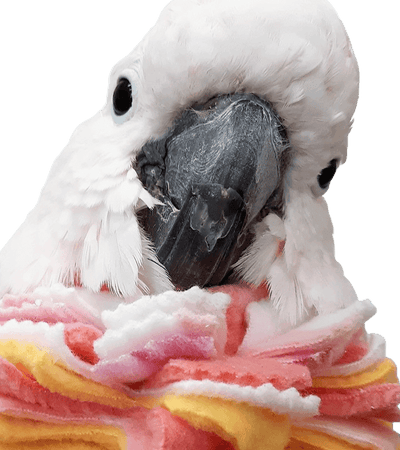 Fringy Neck Collar for birds – soft fleece protection for severe feather plucking
